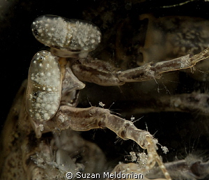 Up front and personal- Inquisitive Mantis Shrimp with eye... by Suzan Meldonian 